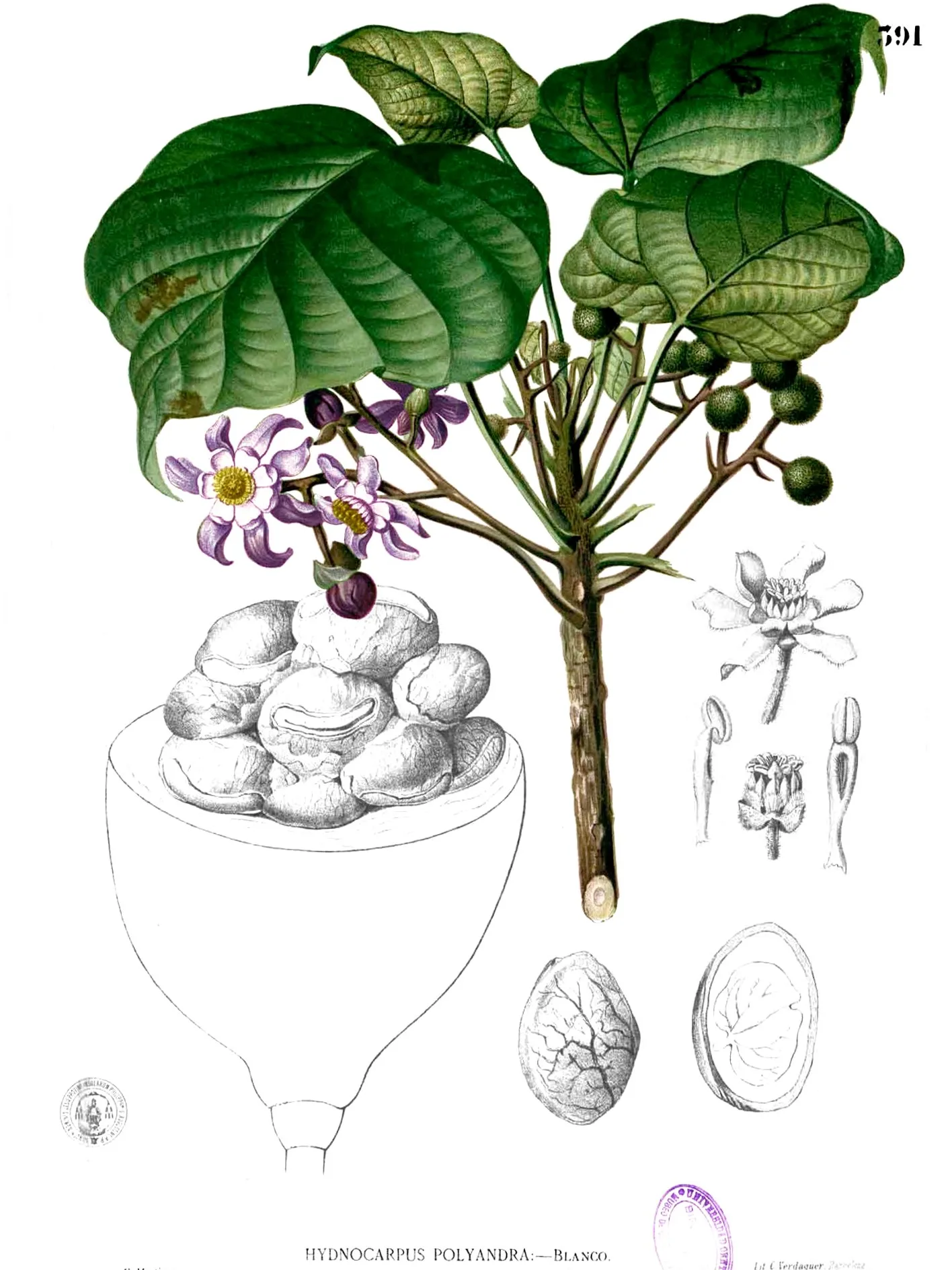 buah keluak, a photograph of the dish