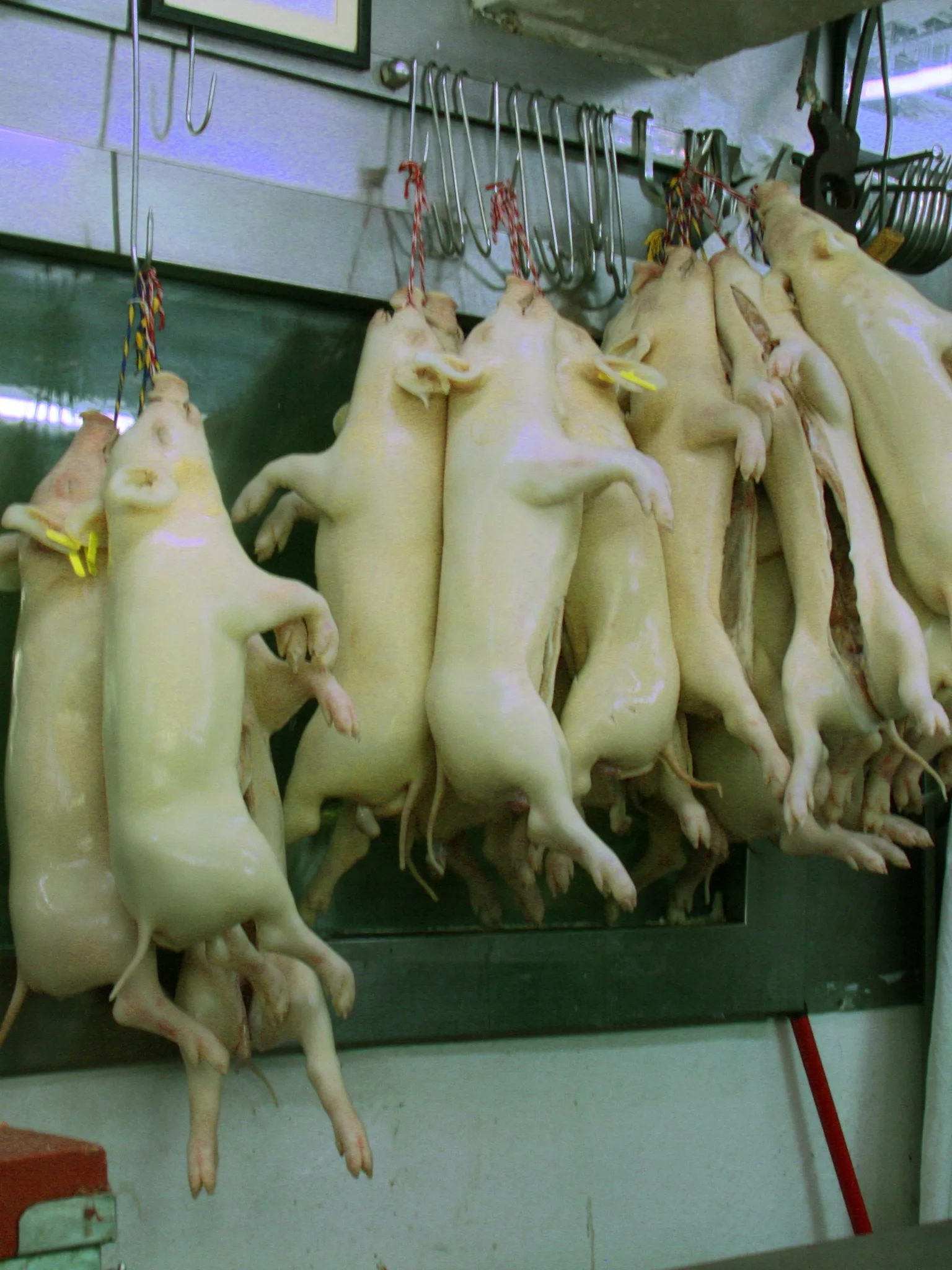 Lechon: Cochinillos
