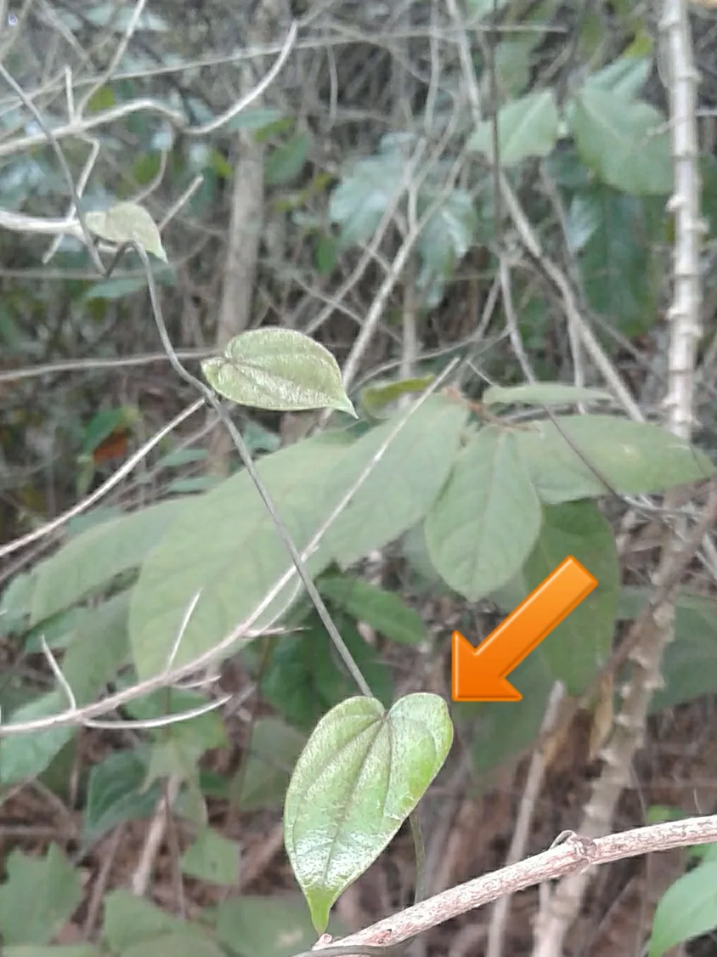 Ming'oko: Tanzanian vine (related to Dioscorea villosa) known as mtipu