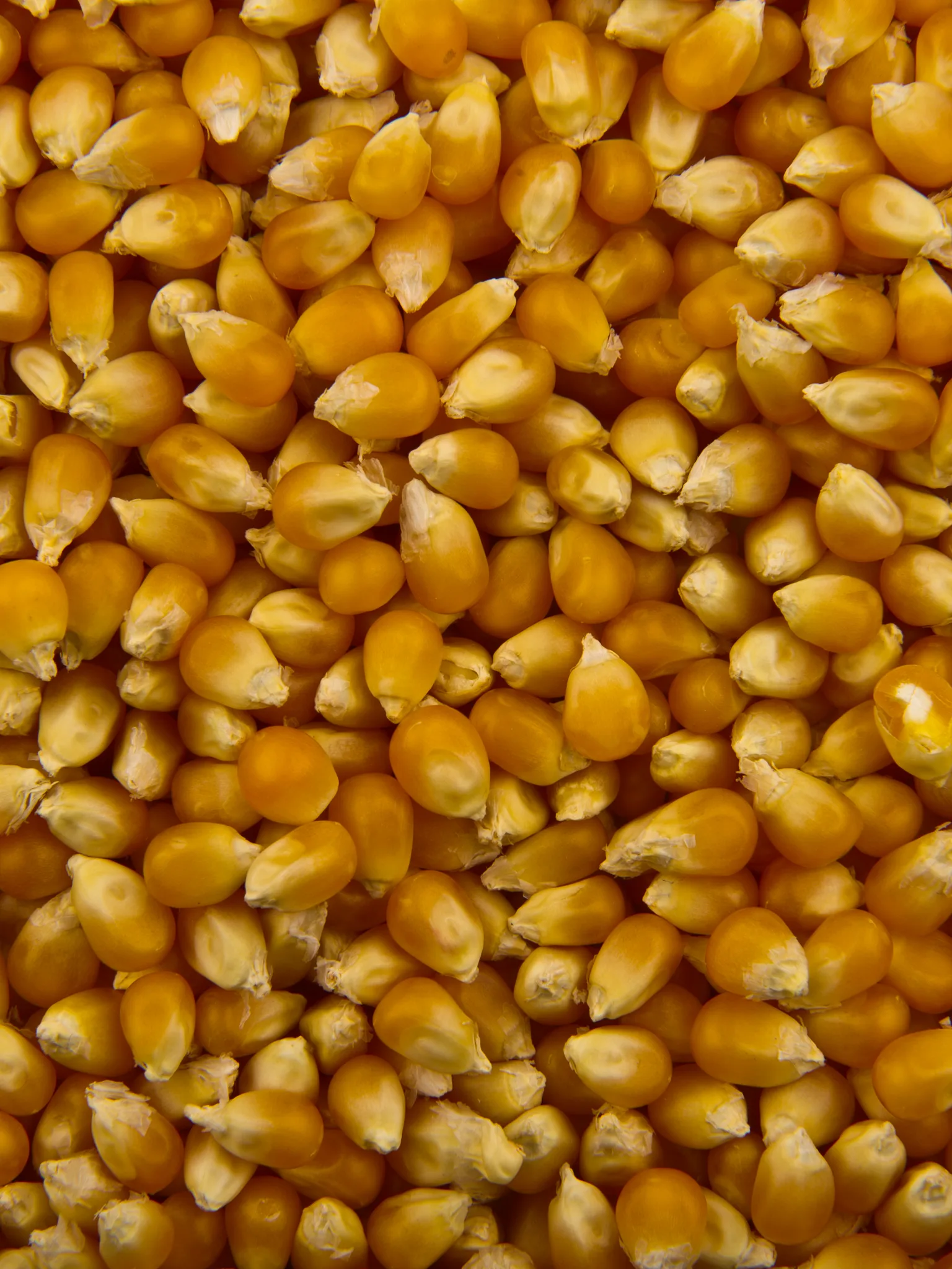 popcorn: Unpopped corn kernels, prepared for popping. – Studio photo of Popcorn. Taken in 2011